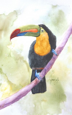 Toucan 65x50